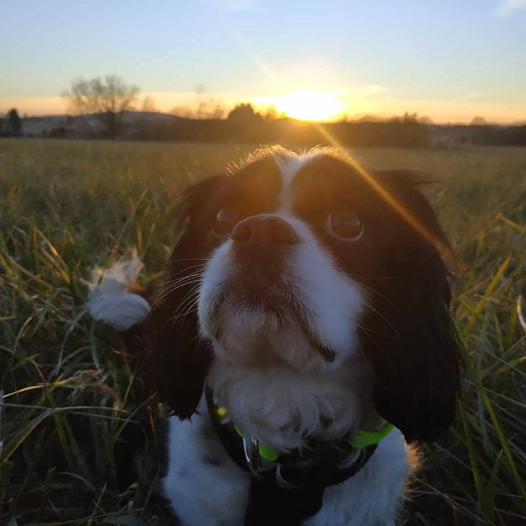 Mitsie participe au concours pour gagner de l'argent avec cette photo : carnivore, cloud, collar, companion_dog, dog, dog_breed, fawn, grass, gun_dog, happy, horizon, landscape, light, plant, sky, snout, sunlight, sunrise, sunset, tree