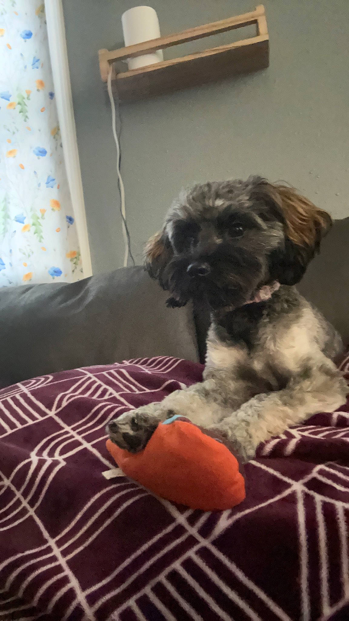 Gemma is registered to the contest to win money with this photo: canidae, carnivore, comfort, companion_dog, curtain, dog, dog_breed, dog_supply, fawn, fur, labradoodle, linens, liver, picture_frame, schnauzer, small_terrier, sporting_group, terrier, toy_dog, working_animal