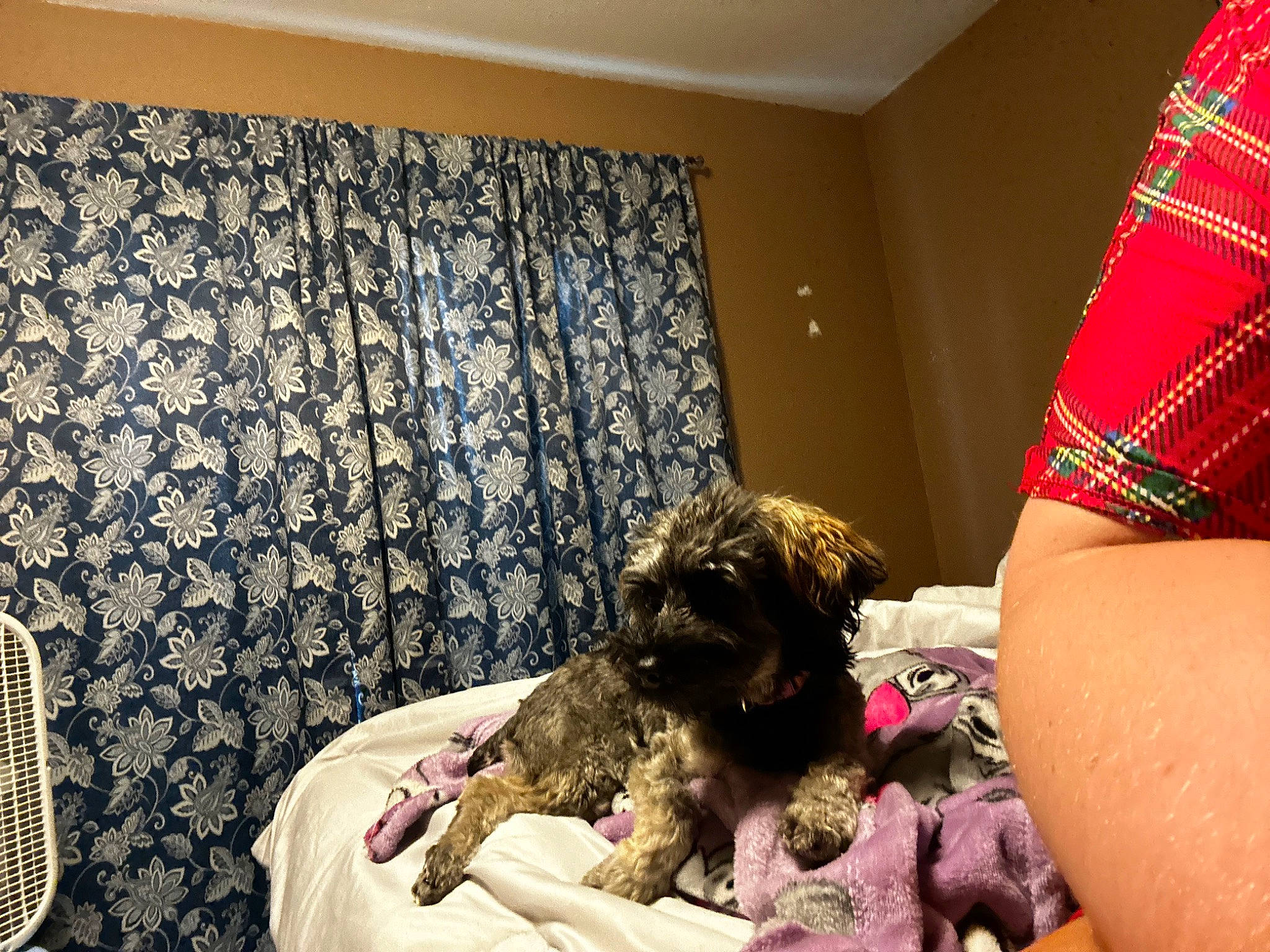 Gemma is registered to the contest to win money with this photo: bed, bedroom, carnivore, comfort, companion_dog, couch, curtain, dog, dog_breed, fawn, flooring, home, human_leg, linens, liver, room, thigh, tints_and_shades, toy_dog, window_treatment