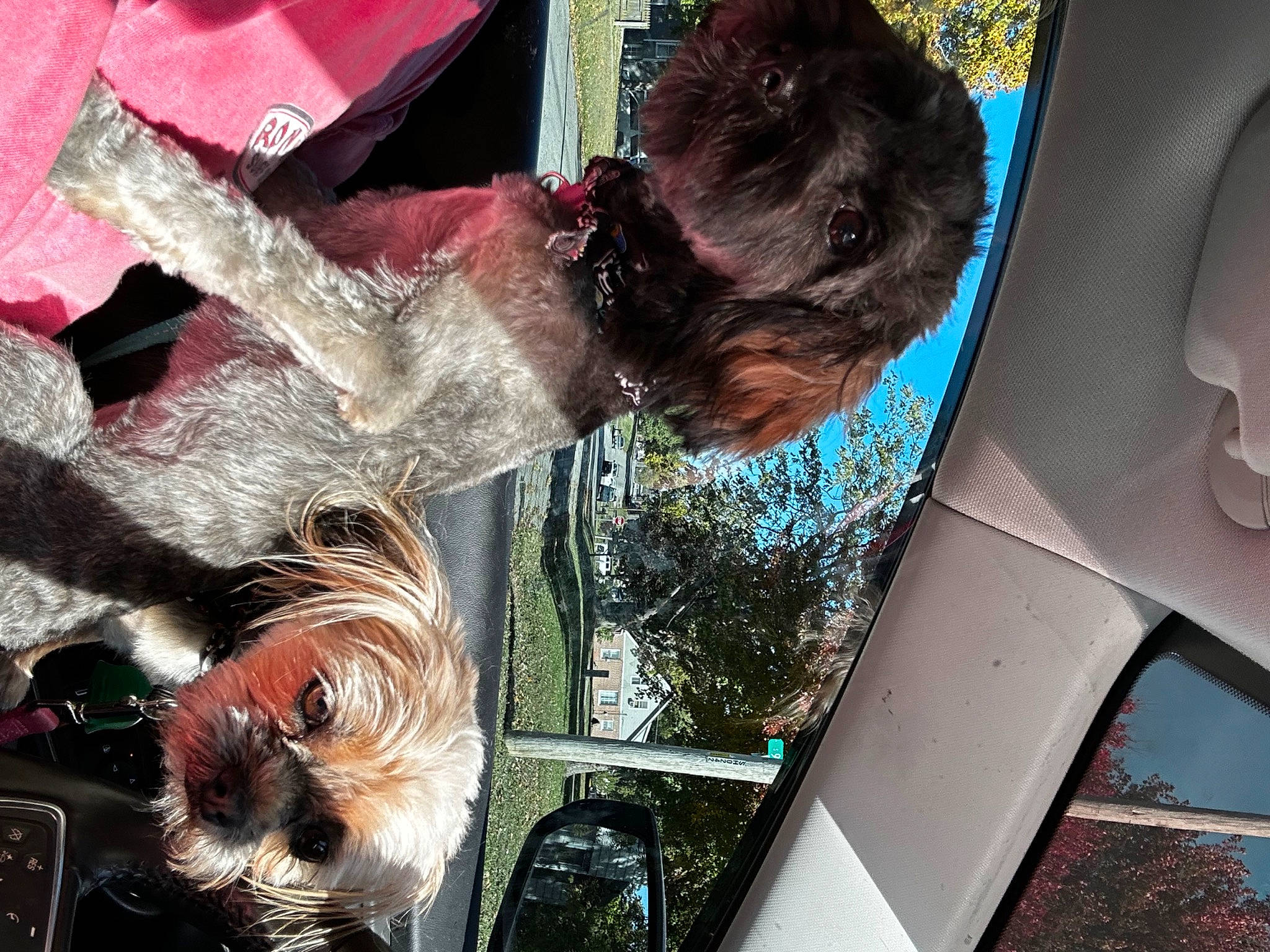 Luna joined the competition — help win amazing prizes! auto_part, automotive_exterior, automotive_lighting, automotive_window_part, companion_dog, dog, dog_breed, fun, fur, glass, hood, leisure, motor_vehicle, reflection, sporting_group, toy_dog, tree, vehicle_door, water, windshield