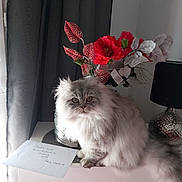 Ramses participe au concours pour gagner de l'argent avec cette photo : cat, fluffy_cat, gray_cat, white_table, flower_vase, red_flowers, decorative_leaves, handwritten_envelope, curtains, lamp, indoor, pet, furniture, houseplant, window_light, tabletop, domestic_cat, portrait, still_life, cozy