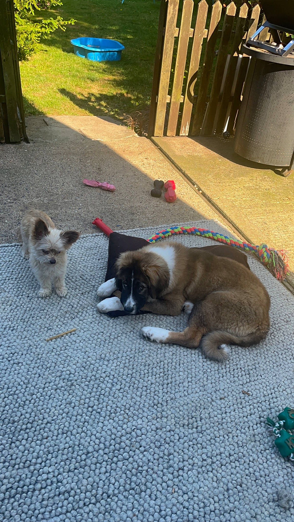 Mabel joined the competition — help win amazing prizes! canidae, carnivore, collar, comfort, companion_dog, dog_breed, domestic_short_haired_cat, fawn, felidae, flooring, fur, road_surface, sidewalk, small_to_medium_sized_cats, snout, sporting_group, tail, terrestrial_animal, whiskers