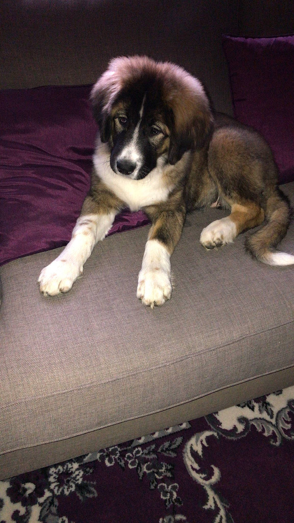 Mabel is registered to the contest to win money with this photo: bored, carnivore, comfort, companion_dog, dog, dog_breed, fur, linens, moscow_watchdog, paw, sporting_group, toy_dog, working_animal, working_dog