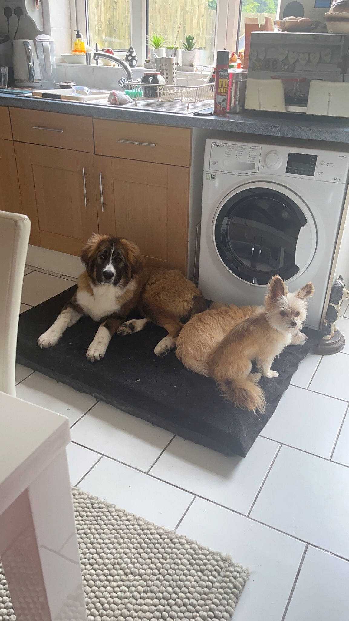 Mabel joined the competition — help win amazing prizes! brown, cabinetry, carnivore, clothes_dryer, companion_dog, dog, dog_breed, fawn, felidae, floor, flooring, hardwood, home_appliance, laundry_room, property, room, sporting_group, tail, washing_machine, wood