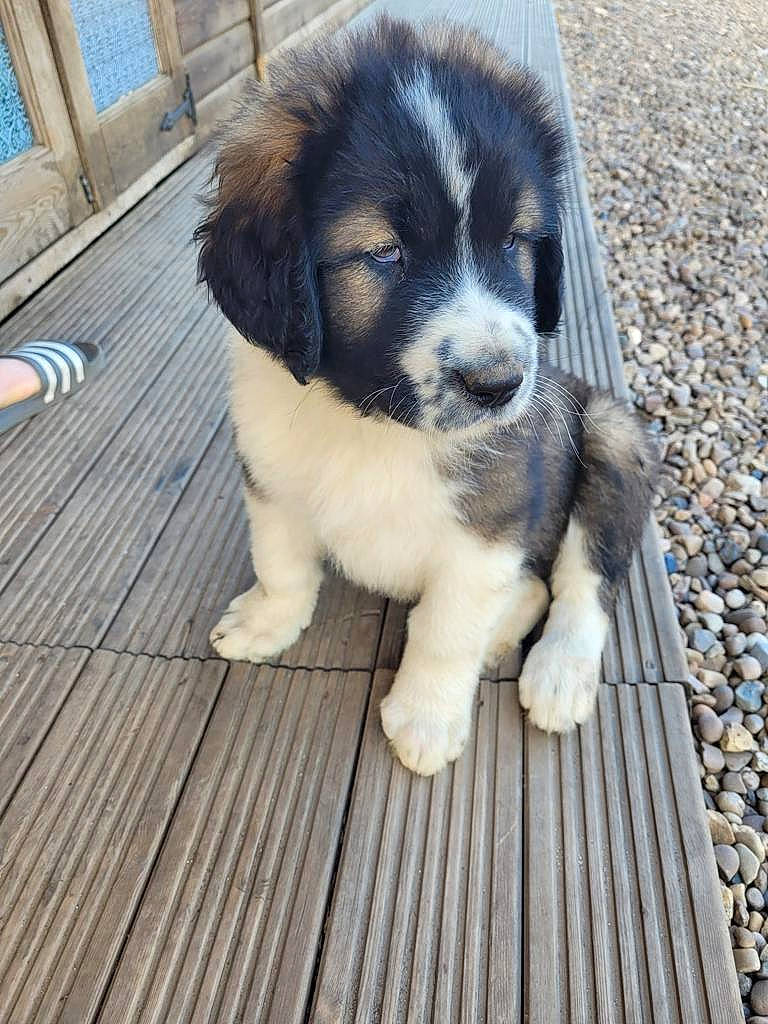 Mabel joined the competition — help win amazing prizes! bored, canidae, carnivore, companion_dog, deck, dog, dog_breed, fur, hardwood, herding_dog, plank, puppy, snout, sporting_group, terrestrial_animal, toy_dog, wood, working_animal, working_dog