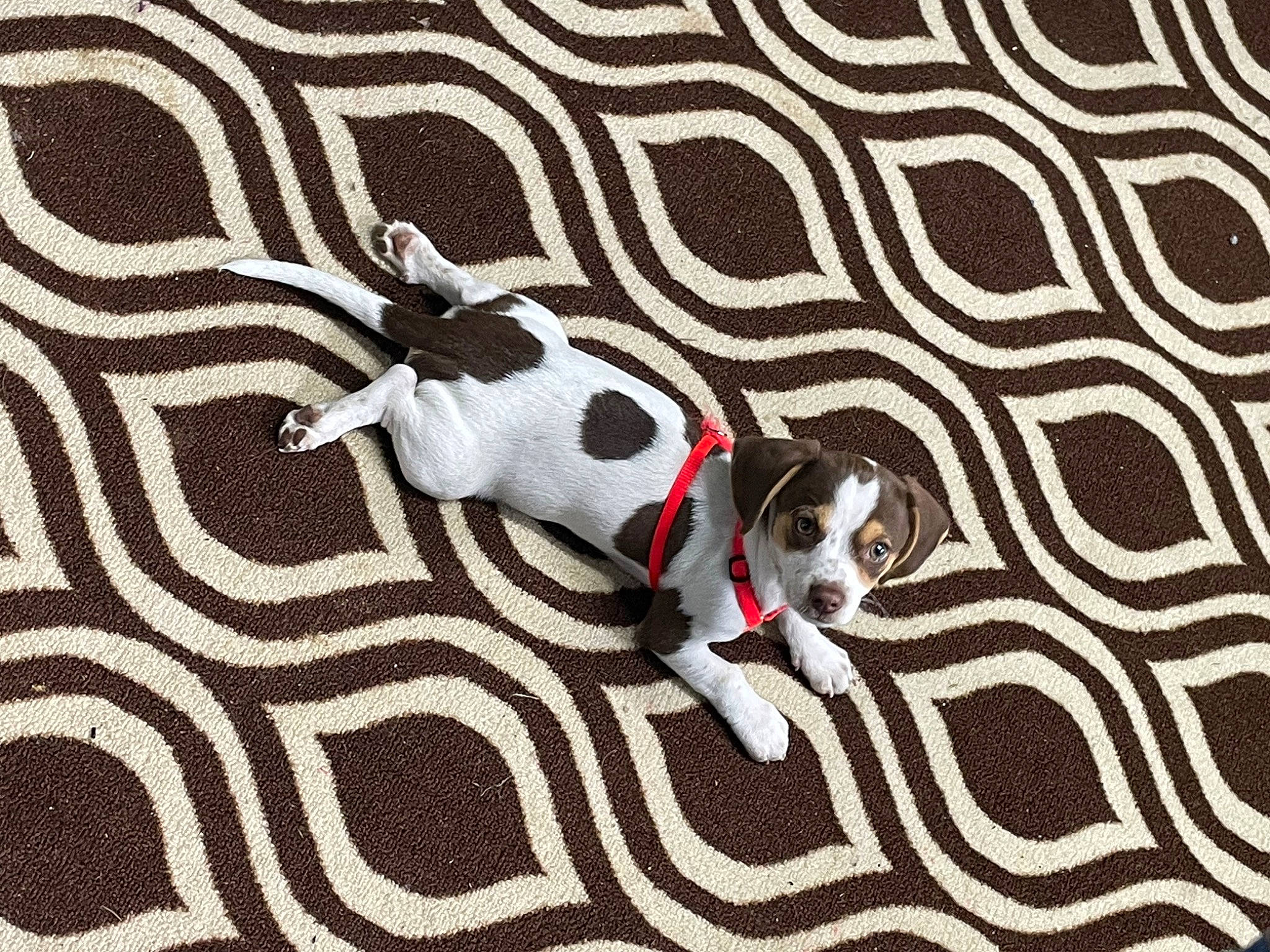 Nugget joined the competition — help win amazing prizes! art, carnivore, collar, companion_dog, dog, dog_breed, dog_collar, dog_supply, fawn, font, linens, pattern, pet_supply, rectangle, snout, sporting_group, terrestrial_animal, toy_dog, vertebrate, working_animal