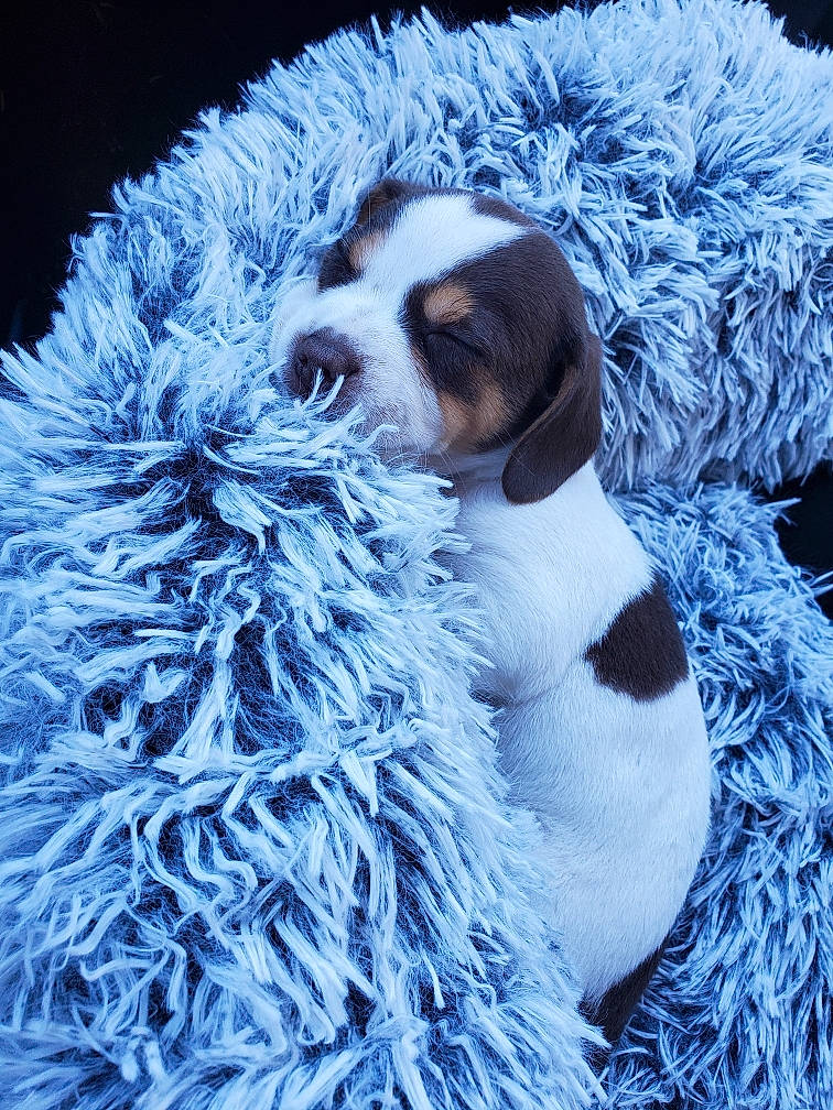 Nugget is registered to the contest to win money with this photo: ball, canidae, carnivore, companion_dog, dog, dog_breed, electric_blue, fawn, fur, pet_supply, puppy, snout, sporting_group, terrestrial_animal, toy_dog, tree, whiskers, wildlife, winter, wool