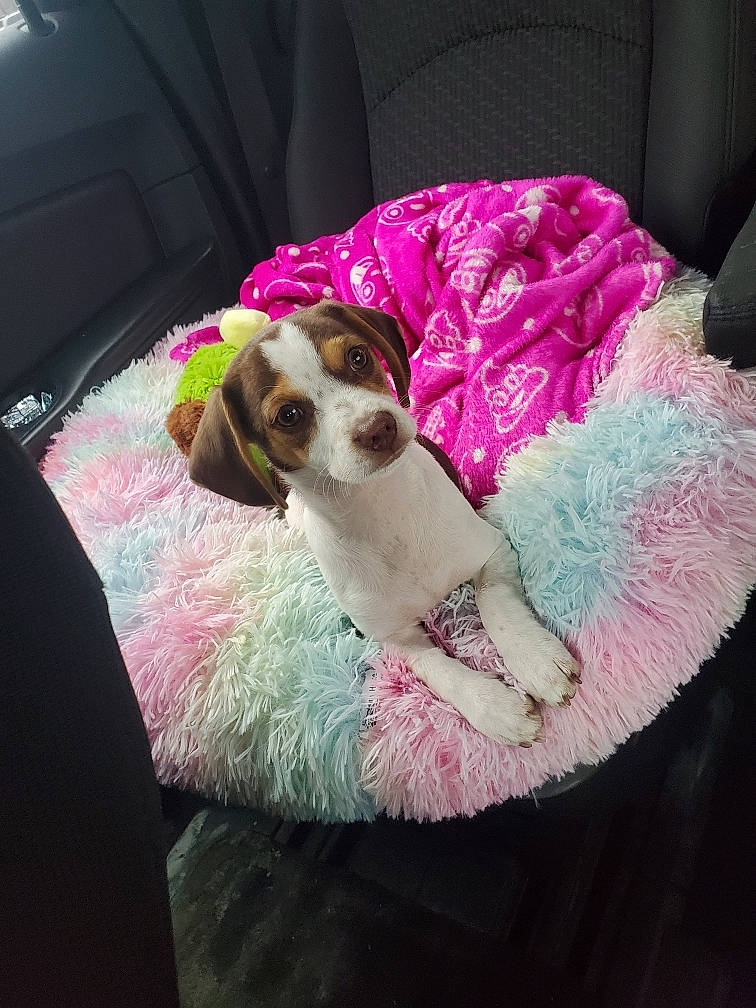 Nugget is registered to the contest to win money with this photo: canidae, carnivore, comfort, companion_dog, dog, dog_breed, dog_supply, eyewear, fawn, magenta, paw, pet_supply, puppy_love, scent_hound, snout, spaniel, sporting_group, sunglasses, toy_dog, working_animal