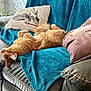 Lyrio participe au concours pour gagner de l'argent avec cette photo : blanket, cat, couch, cozy, curtains, decorative_pillow, fur, home, indoor, leather_couch, living_room, natural_light, orange_cat, patterned_curtains, pet, pillow, relaxing, sleeping, teal_blanket, window
