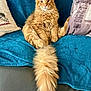 Lyrio participe au concours pour gagner de l'argent avec cette photo : animal, cat, couch, cozy, cute, domestic_cat, ears, feline, fluffy_cat, fur, home, indoor, long_tail, mammal, orange_cat, pet, pillows, relaxed, sitting, whiskers