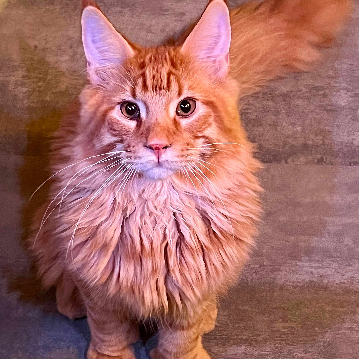 Lyrio a rejoint le concours — aidez-le/la à gagner de superbes lots ! alert, animal, cat, closeup, curious, cute, domestic_cat, ears, feline, floor, fluffy, fur, indoor, mammal, orange_cat, pet, portrait, sitting, tail, whiskers