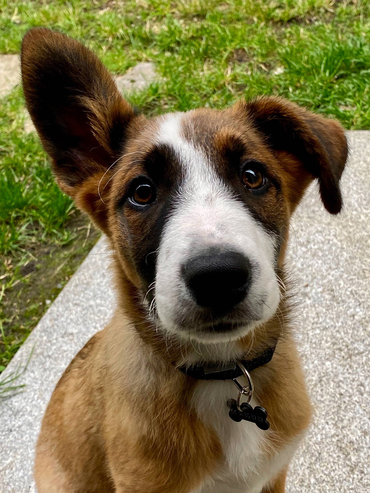 Salto a rejoint le concours — aidez-le/la à gagner de superbes lots ! ancient_dog_breeds, canidae, carnivore, collar, companion_dog, dog, dog_breed, dog_collar, fawn, fur, grass, leash, plant, snout, sporting_group, terrestrial_animal, whiskers, working_animal, working_dog