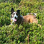 animal, canine, daylight, dog, ears, field, flowers, fur, grass, greenery, happy, nature, outdoor, pet, playful, relaxed, stick, summer, sunlight, tongue_out