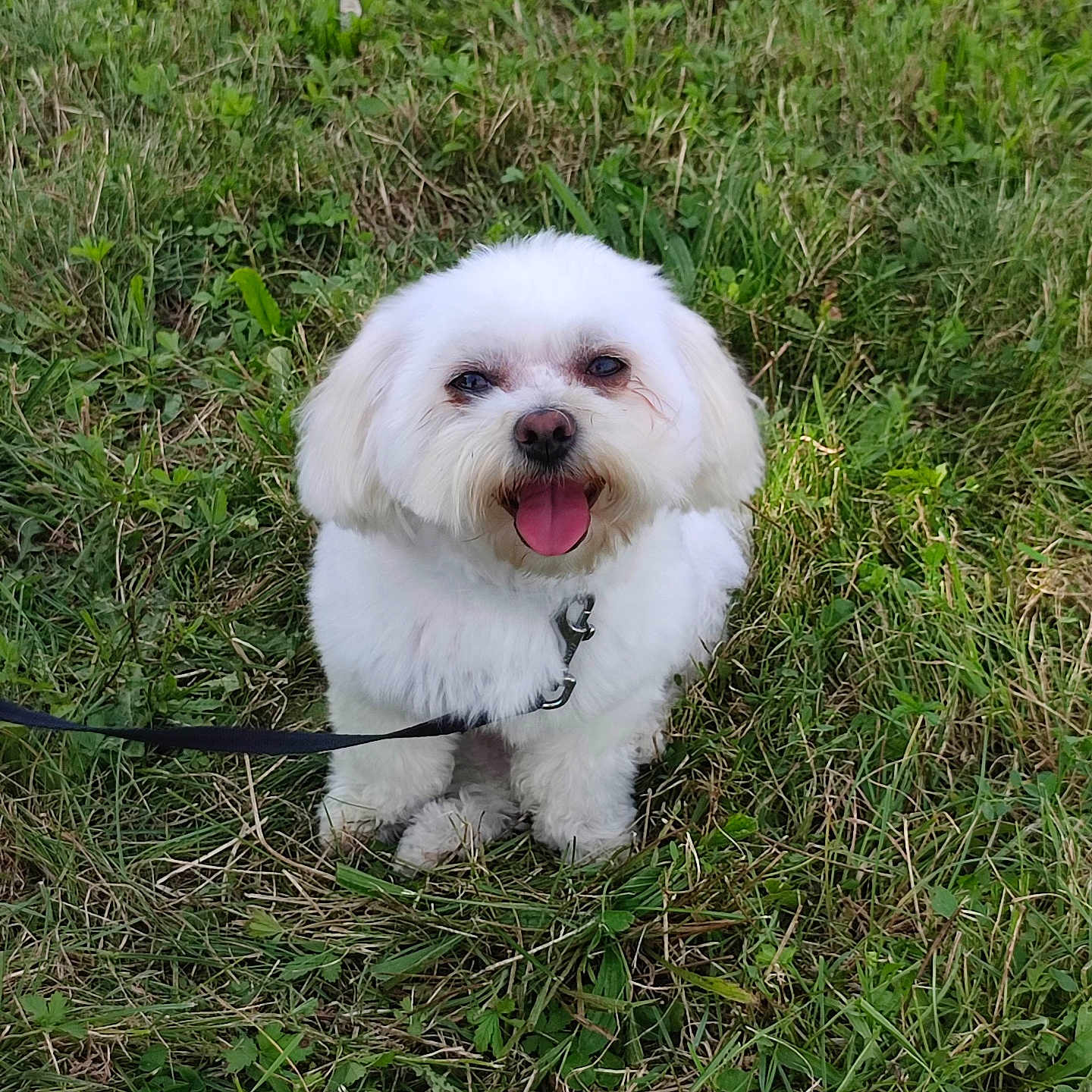 Snow participe au concours pour gagner de l'argent avec cette photo : accessories, animal, canine, dog, face, grass, head, lawn, leash, outdoors, person, pet, photography, plant, poodle, portrait, puppy, strap, vegetation, whitedog