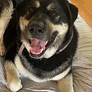 Lilo joined the competition — help win amazing prizes! dog, smiling, bed, blanket, pillow, plush_toy, stitch, indoor, wooden_floor, furniture, happy, pet, canine, fur, collar, tongue, relaxed, cute, animal, resting