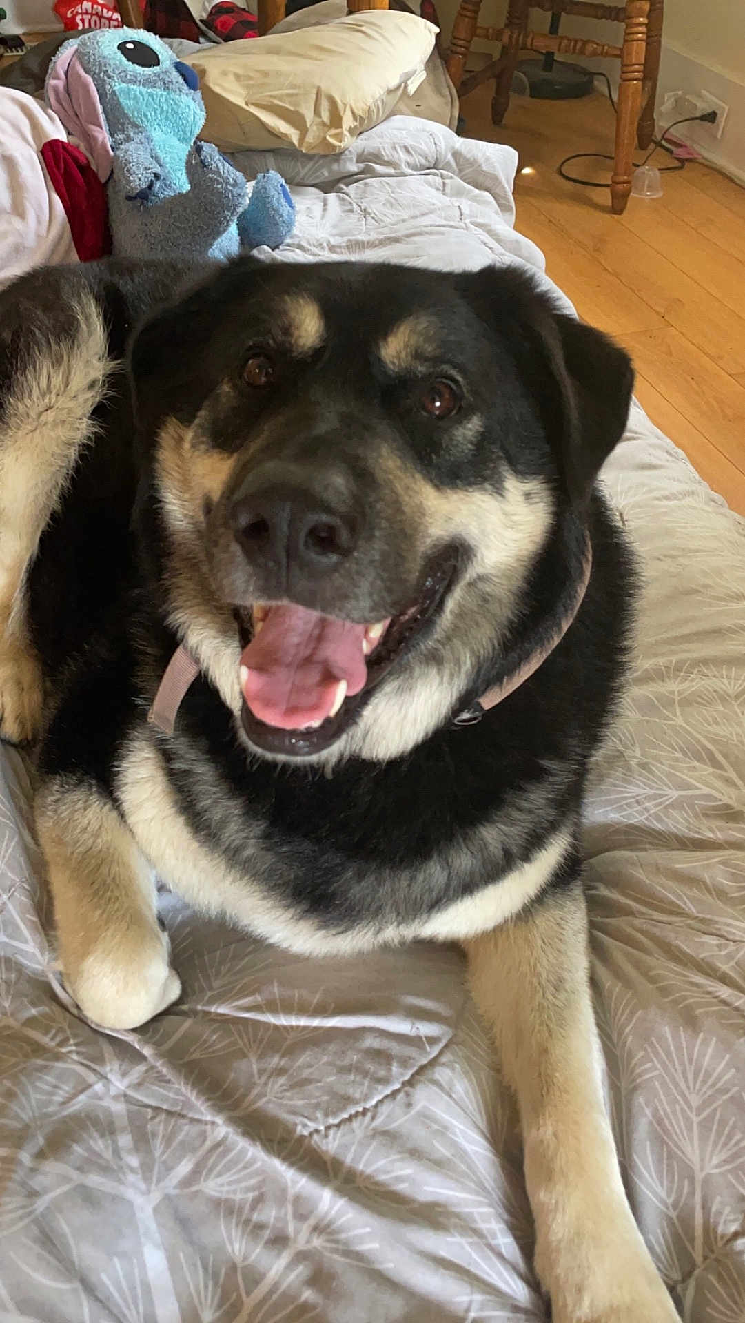 Lilo joined the competition — help win amazing prizes! dog, smiling, bed, blanket, pillow, plush_toy, stitch, indoor, wooden_floor, furniture, happy, pet, canine, fur, collar, tongue, relaxed, cute, animal, resting