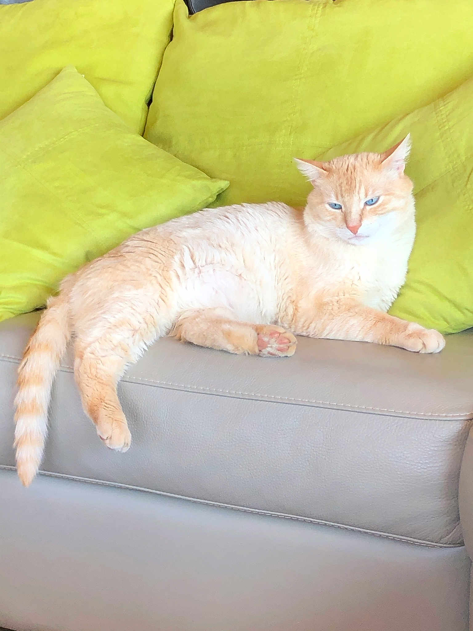 Chat