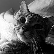 Nouny participe au concours pour gagner de l'argent avec cette photo : abyssinian, animal, bed, bedroom, blanket, cat, couch, cushion, furniture, homedecor, indoors, kitten, linen, manx, person, pet, quilt, room, siamese, sleeping