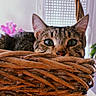 Nouny a rejoint le concours — aidez-le/la à gagner de superbes lots ! abyssinian, animal, basket, cat, flower, flowerarrangement, hardwood, kitten, manx, pet, plant, shoppingbasket, wood