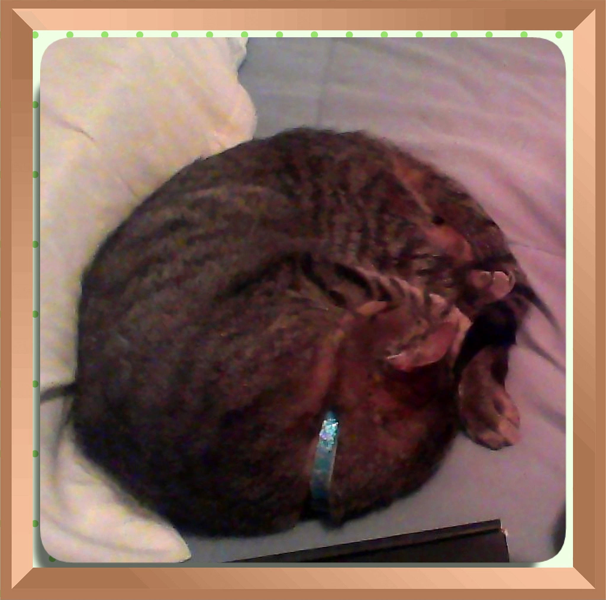 Lula is registered to the contest to win money with this photo: cat, felidae, small_to_medium_sized_cats, tabby_cat