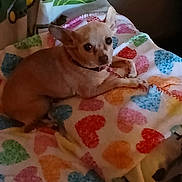 Cleo joined the competition — help win amazing prizes! animal, bed, blanket, collar, colorful, cozy, cute, dog, ears, fabric, fur, heart_pattern, home, indoor, looking, pattern, pet, relaxed, resting, small_dog
