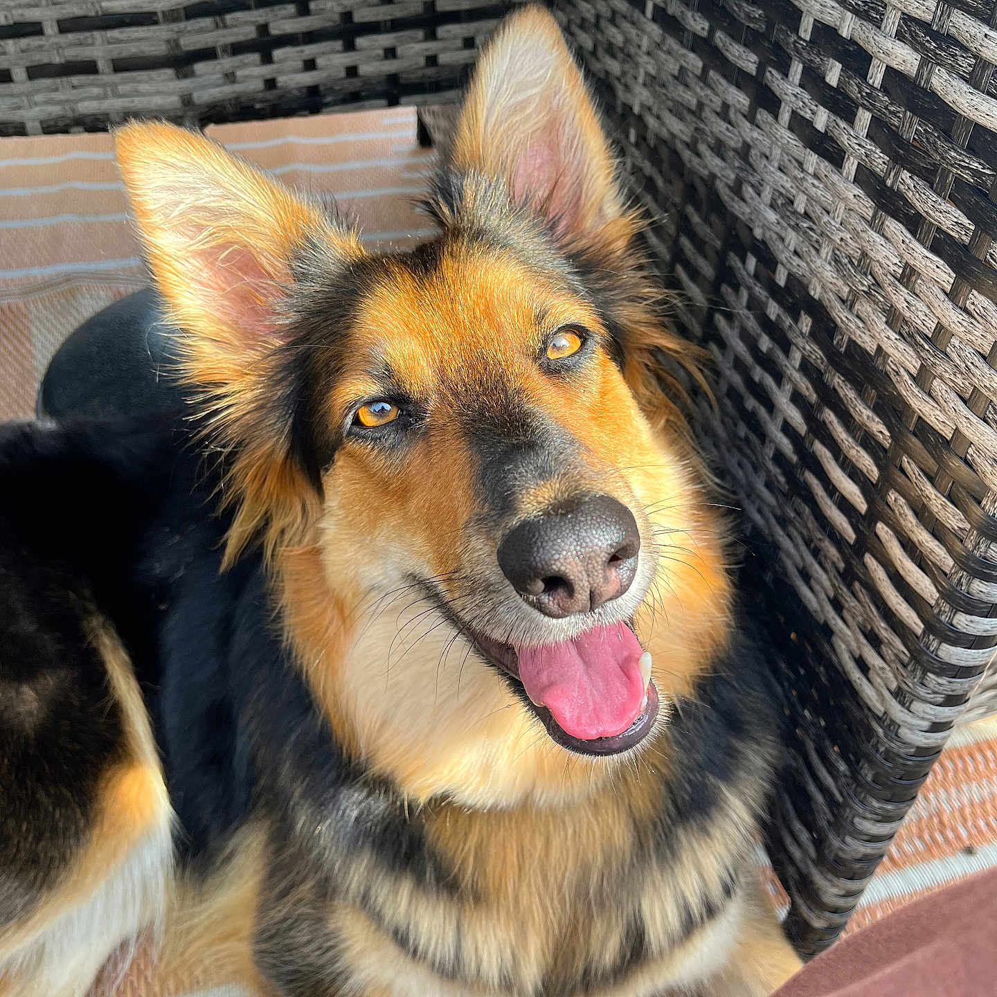 Daisy joined the competition — help win amazing prizes! animal, bodypart, canine, chair, collie, dog, furniture, germanshepherd, hound, husky, mouth, person, pet, puppy, snout, tongue