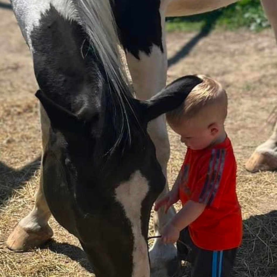 Wyatt joined the competition — help win amazing prizes! bovine, bridle, dairy_cow, fun, grass, hat, horse, horse_supplies, landscape, livestock, mammal, mane, mare, pack_animal, recreation, snout, stallion, terrestrial_animal, toddler, working_animal