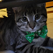 Maïs participe au concours pour gagner de l'argent avec cette photo : animal, bow_tie, cat, close_up, curious, cute, domestic, ears, eyes, floor, furniture, green, indoor, mammal, pet, relaxed, striped, tabby, tile, whiskers