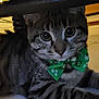 animal, bow_tie, cat, close_up, curious, cute, domestic, ears, eyes, floor, furniture, green, indoor, mammal, pet, relaxed, striped, tabby, tile, whiskers