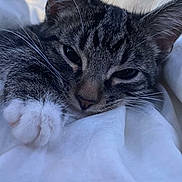 Doobie joined the competition — help win amazing prizes! animal, blanket, cat, close_up, cozy, cute, domestic_cat, ears, face, feline, fur, indoor, paw, pet, relaxing, resting, sleepy, soft, tabby, whiskers