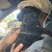 Sooty joined the competition — help win amazing prizes! puppy, dog, black_fur, hand, tattoo, car_interior, sunlight, lens_flare, cap, hoodie, person, closeup, cute, pet, holding, window, daylight, outdoor_view, portrait, cozy