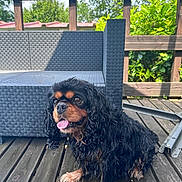 Pearly participe au concours pour gagner de l'argent avec cette photo : dog, pet, wet_fur, tongue_out, black_and_tan, curly_fur, sitting, patio, wooden_deck, wicker_sofa, outdoor, greenery, eyes, nose, paws, close_up, adorable, sunlight, shadow, porch_railing