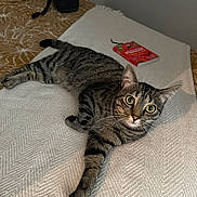 Roxs a rejoint le concours — aidez-le/la à gagner de superbes lots ! cat, tabby_cat, pet, animal, feline, bed, blanket, book, indoor, domestic, whiskers, wide_eyes, portrait, curious, lying_down, cozy, furniture, striped_fur, paw, relaxed