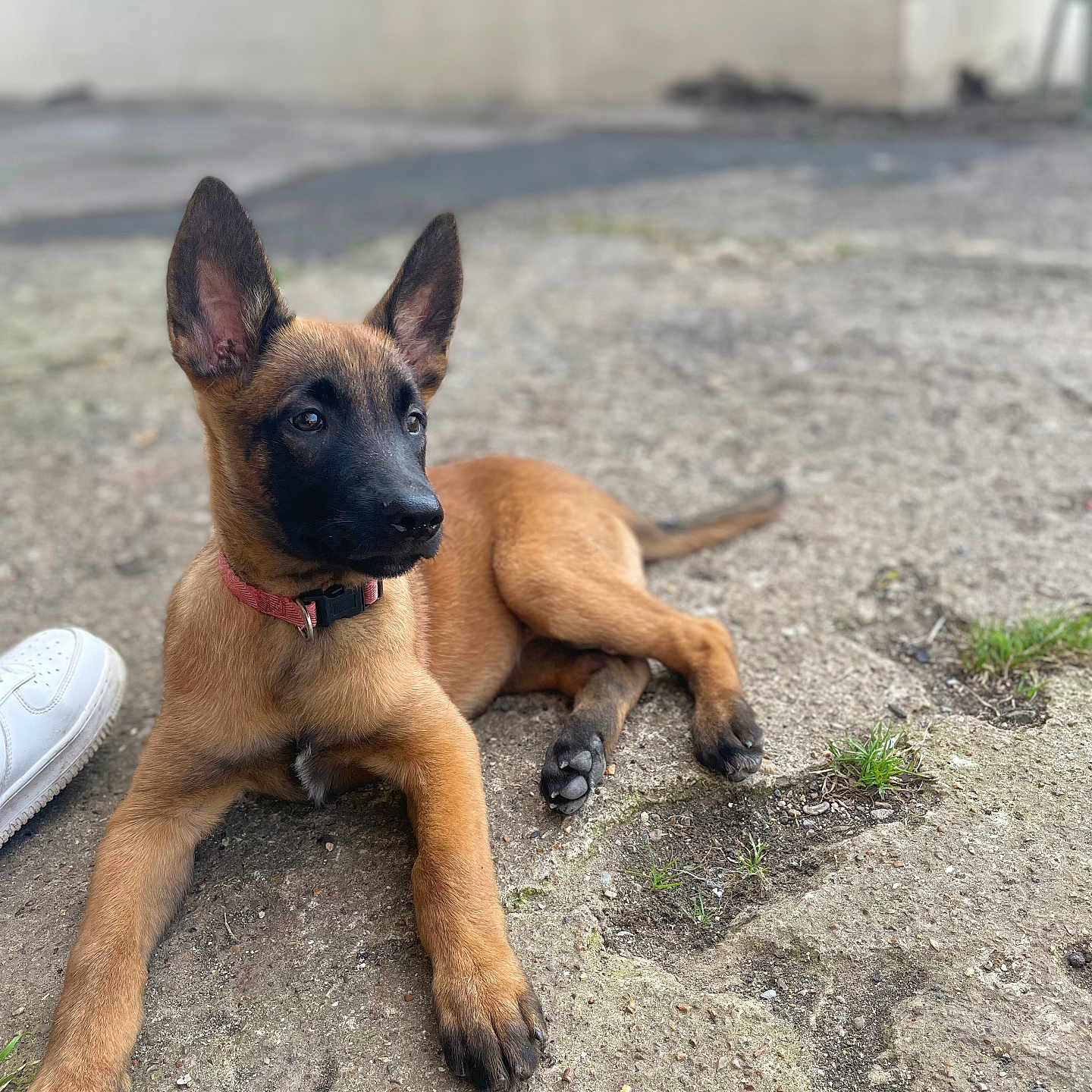 Vania participe au concours pour gagner de l'argent avec cette photo : accessories, animal, boxer, bulldog, canine, clothing, dog, footwear, germanshepherd, grass, hound, leash, pet, plant, puppy, runningshoe, shoe, sneaker, soil, strap