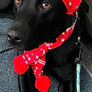 Zola joined the competition — help win amazing prizes! dog, black_dog, pet, canine, hat, knit_hat, scarf, red_scarf, leash, indoor, carpet, close_up, eyes, cute, festive, winter_clothing, animal, lying_down, portrait, domestic_animal