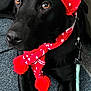 dog, black_dog, pet, canine, hat, knit_hat, scarf, red_scarf, leash, indoor, carpet, close_up, eyes, cute, festive, winter_clothing, animal, lying_down, portrait, domestic_animal
