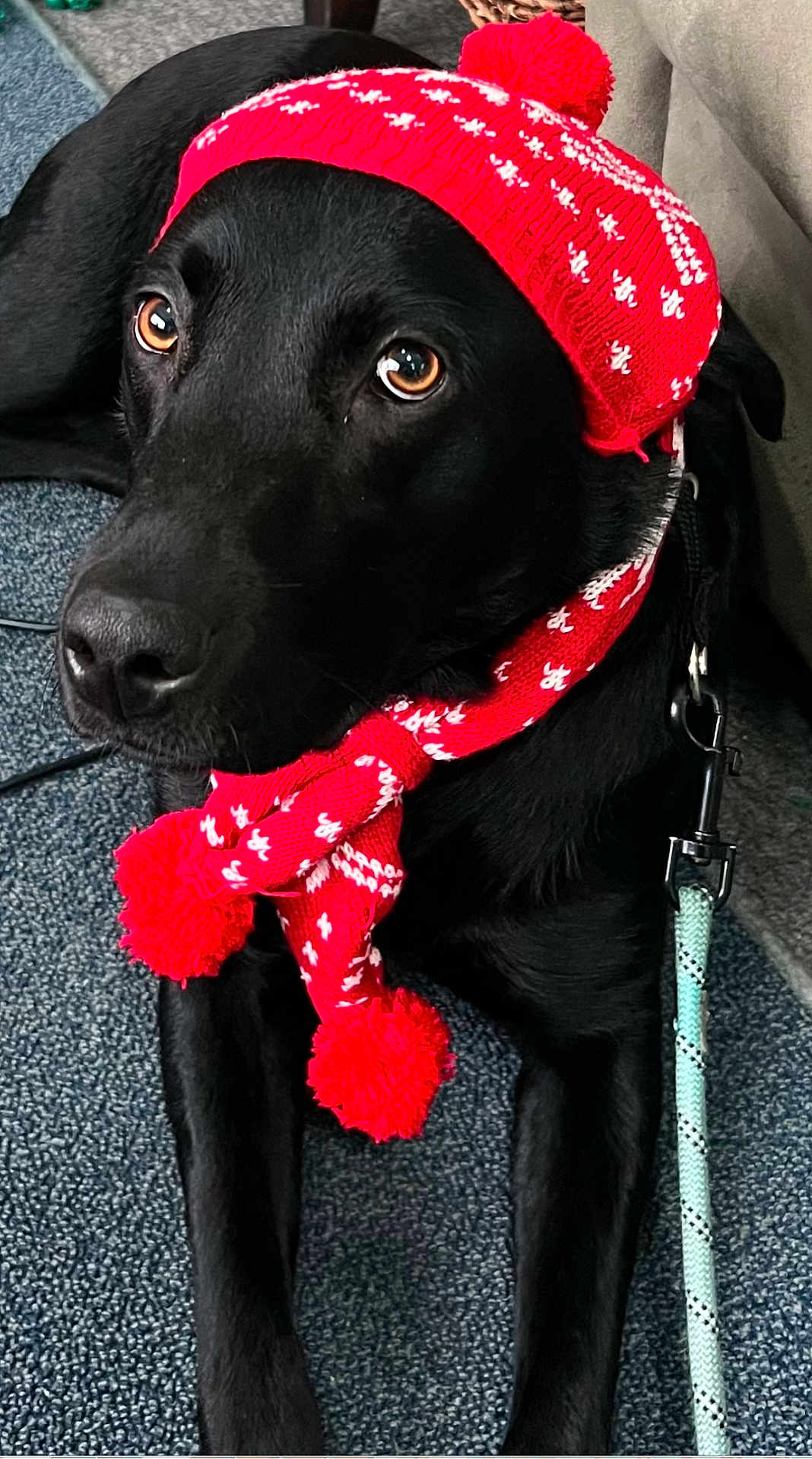 Zola joined the competition — help win amazing prizes! dog, black_dog, pet, canine, hat, knit_hat, scarf, red_scarf, leash, indoor, carpet, close_up, eyes, cute, festive, winter_clothing, animal, lying_down, portrait, domestic_animal