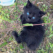 Berliose a rejoint le concours — aidez-le/la à gagner de superbes lots ! black_kitten, blue_eyes, kitten, cat, grass, outdoor, nature, water_bowl, greenery, pet, animal, cute, young_animal, feline, small, fur, wild_plants, leaf, curious, looking_up