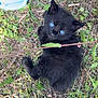 black_kitten, blue_eyes, kitten, cat, grass, outdoor, nature, water_bowl, greenery, pet, animal, cute, young_animal, feline, small, fur, wild_plants, leaf, curious, looking_up
