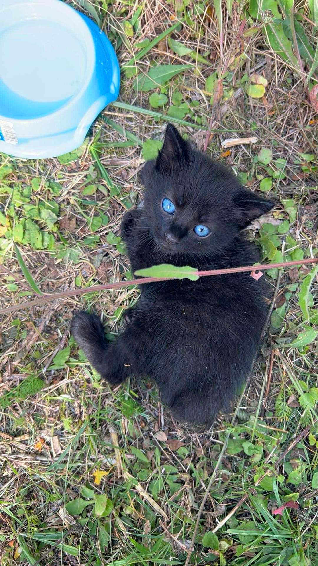 Berliose a rejoint le concours — aidez-le/la à gagner de superbes lots ! black_kitten, blue_eyes, kitten, cat, grass, outdoor, nature, water_bowl, greenery, pet, animal, cute, young_animal, feline, small, fur, wild_plants, leaf, curious, looking_up