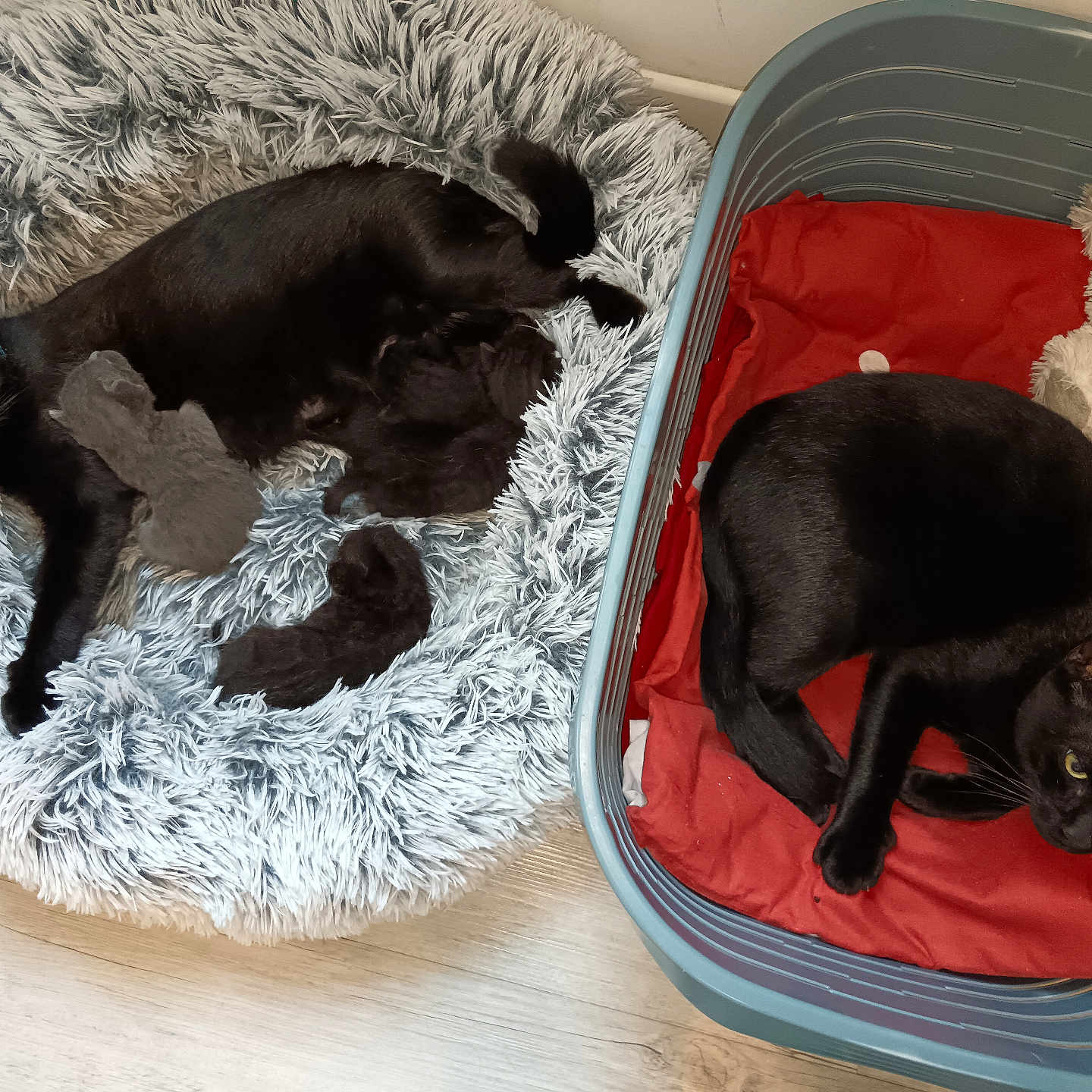 Bonty Et Berliose participe au concours pour gagner de l'argent avec cette photo : cat, kitten, black_cat, pets, fluffy_bed, basket, red_blanket, teddy_bear, wooden_floor, resting, indoor, animal, fur, cute, sleeping, mother_cat, newborn_kittens, cozy, domestic, relaxing