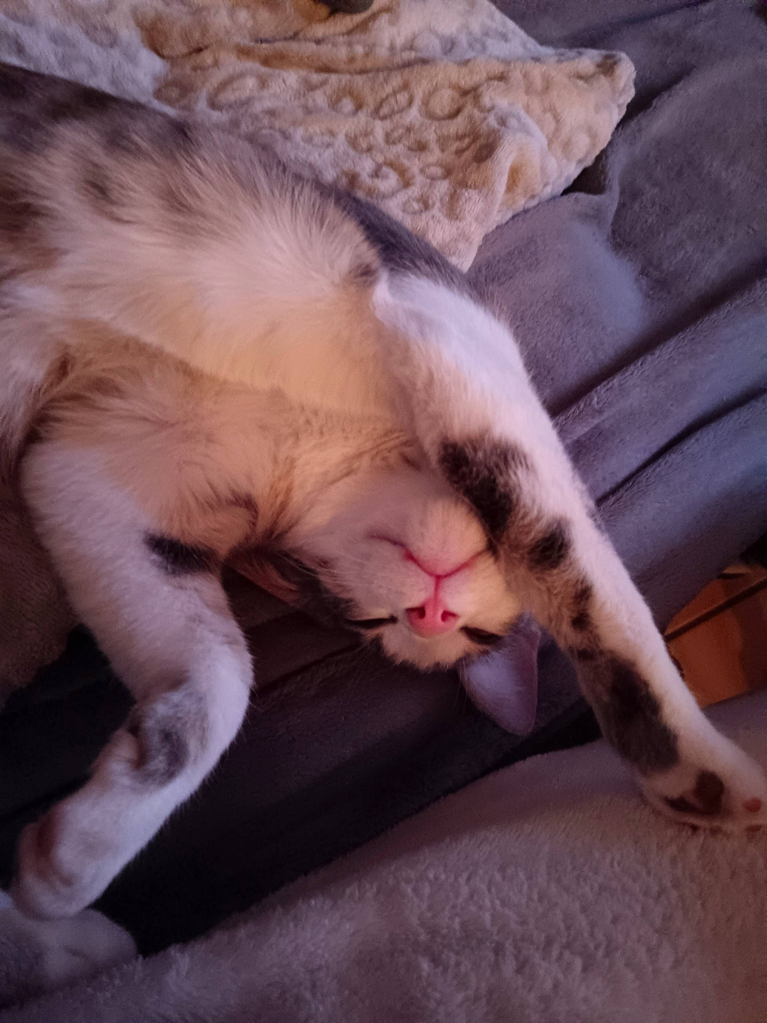 Turbo a rejoint le concours — aidez-le/la à gagner de superbes lots ! carnivore, cat, claw, cloud, comfort, domestic_short_haired_cat, fawn, felidae, fur, linens, nail, nap, paw, sleep, small_to_medium_sized_cats, snout, tail, terrestrial_animal, whiskers