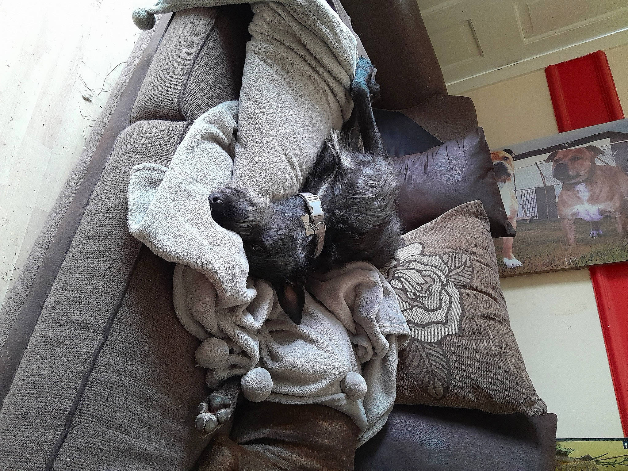 Jess is registered to the contest to win money with this photo: armrest, bedding, chair, comfort, companion_dog, couch, felidae, flooring, fur, grey, human_leg, linens, living_room, metal, pattern, room, studio_couch, textile, window, wood