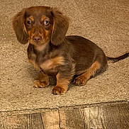 Winston is registered to the contest to win money with this photo: puppy, dog, dachshund, brown, carpet, flooring, pet, indoor, cute, small_dog, fur, ears, tail, animal, canine, young, sitting, looking, domestic, home