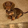 puppy, dog, dachshund, brown, carpet, flooring, pet, indoor, cute, small_dog, fur, ears, tail, animal, canine, young, sitting, looking, domestic, home