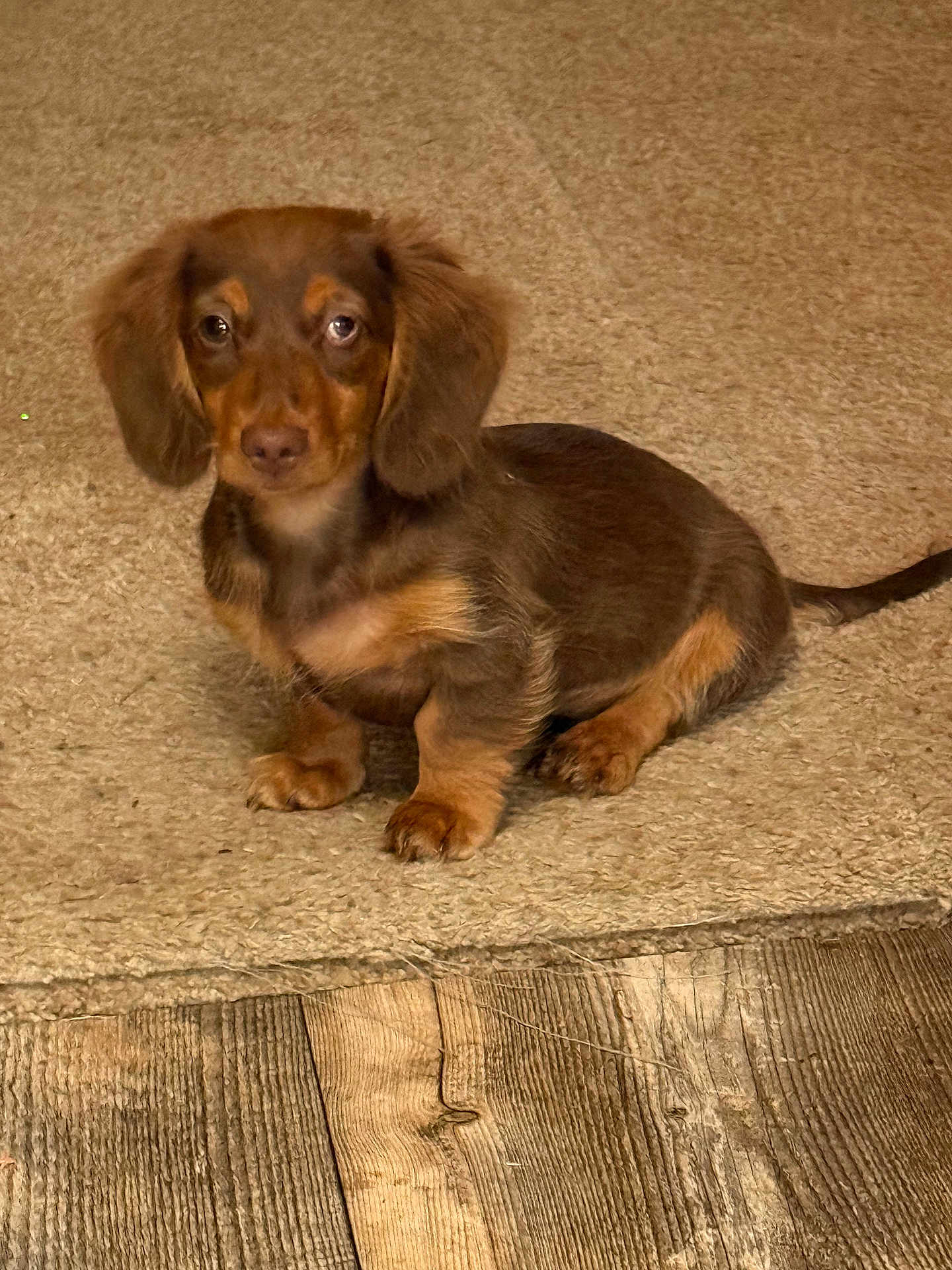 Winston is registered to the contest to win money with this photo: puppy, dog, dachshund, brown, carpet, flooring, pet, indoor, cute, small_dog, fur, ears, tail, animal, canine, young, sitting, looking, domestic, home