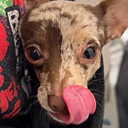 Hope joined the competition — help win amazing prizes! animal, black_fabric, close_up, colorful_shirt, cute, dog, ears, expression, face, fur, indoors, licking, nose, pet, portrait, small_dog, speckled_coat, tongue_out, whiskers, wide_eyes