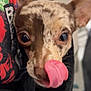animal, black_fabric, close_up, colorful_shirt, cute, dog, ears, expression, face, fur, indoors, licking, nose, pet, portrait, small_dog, speckled_coat, tongue_out, whiskers, wide_eyes