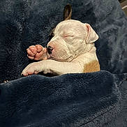 Icy is registered to the contest to win money with this photo: puppy, sleeping, blanket, dog, cute, nap, fur, snuggled, cozy, paw, young, animal, pet, indoor, resting, soft, white, brown, peaceful, cute_animal