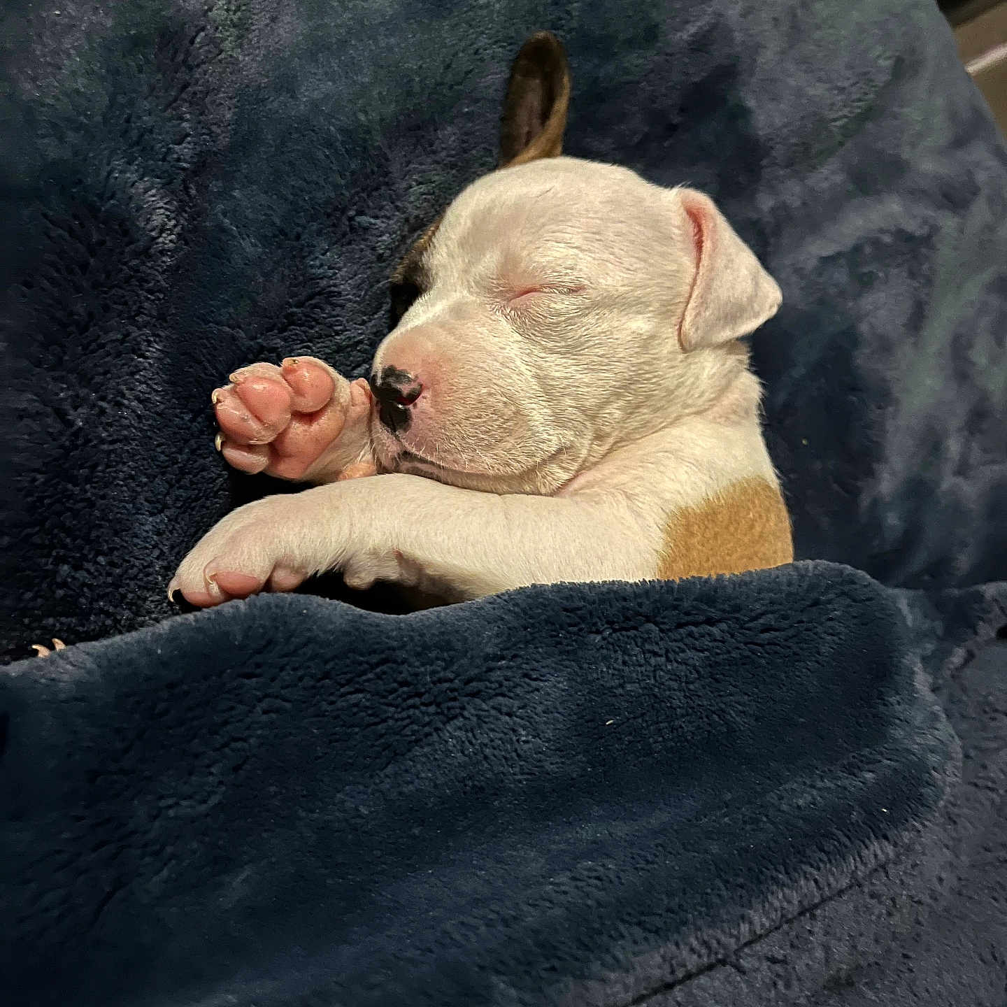Icy is registered to the contest to win money with this photo: puppy, sleeping, blanket, dog, cute, nap, fur, snuggled, cozy, paw, young, animal, pet, indoor, resting, soft, white, brown, peaceful, cute_animal
